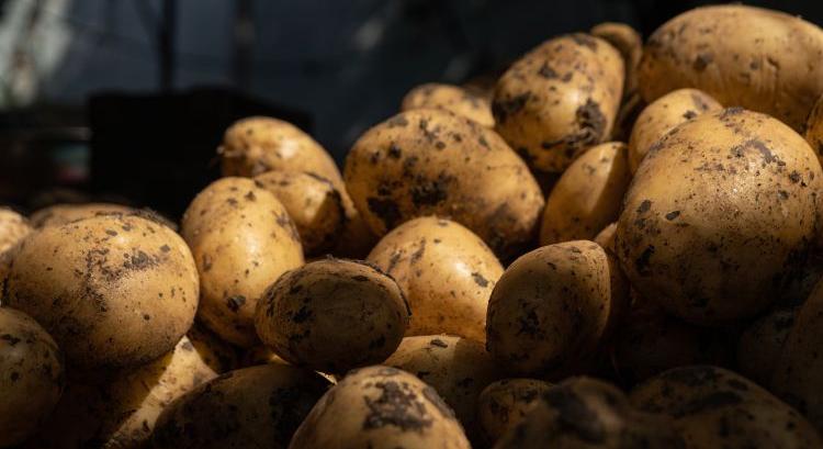 Burgonyabőség borítja az uniós piacot