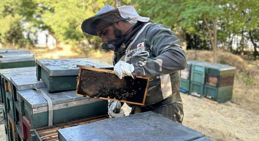 Vége a magyar méznek? Egy Bács-Kiskun vármegyei méhész feltárta a sokkoló igazságot