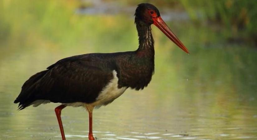 Fekete napot tartottak a Tettyén