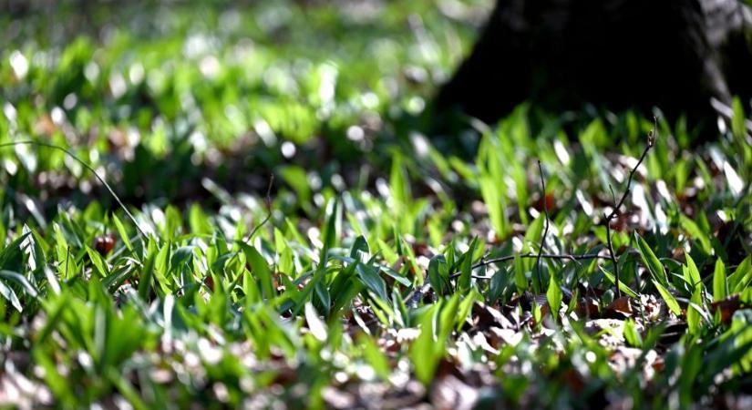 Indul a szezon: óvatosan a medvehagymával