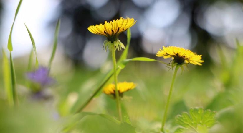 Sokan gazként irtják, pedig kincset ér: ezek az ehető vadnövények segíthetnek tavasszal