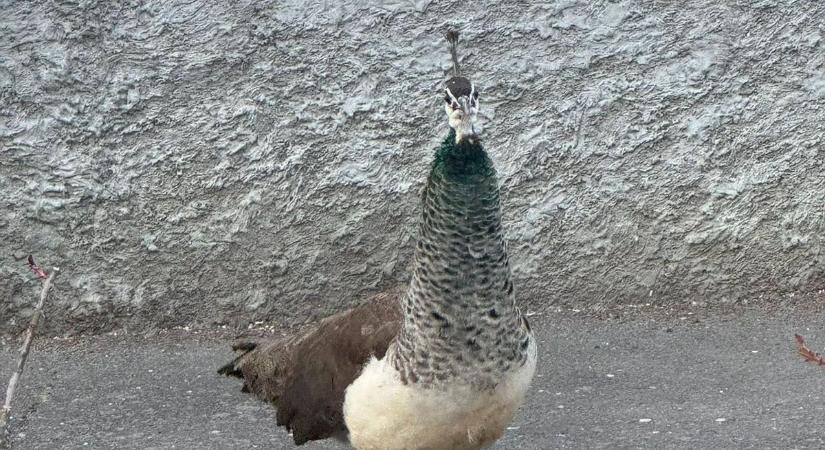 Te hagytad el a pávádat? Ritka madár kóricál Kaposvár utcáin