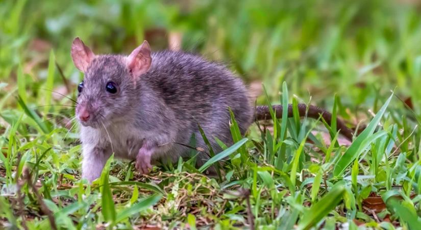 Ez a trükk elriasztja az egereket és a patkányokat: rakd ezt a kertbe, és a rágcsálók messziről elkerülik majd az otthonod