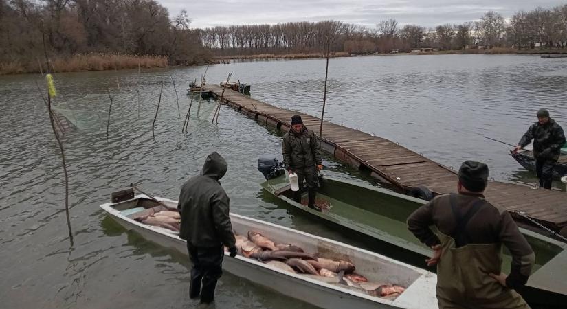 Brutális fogás Mártélynál: tonnaszám emelték ki az inváziós halakat