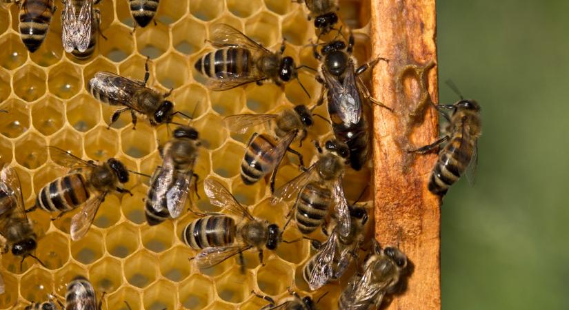 Te tudod, miért nevezik halálórának a kopogóbogarat?