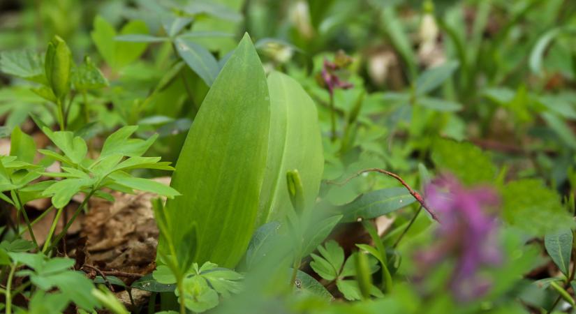 Vitaminbomba az avarban