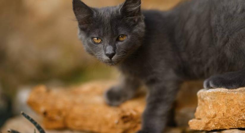 Vicces dolgot szúrtak ki a középkori kéziraton: egy macska is alkotott rajta