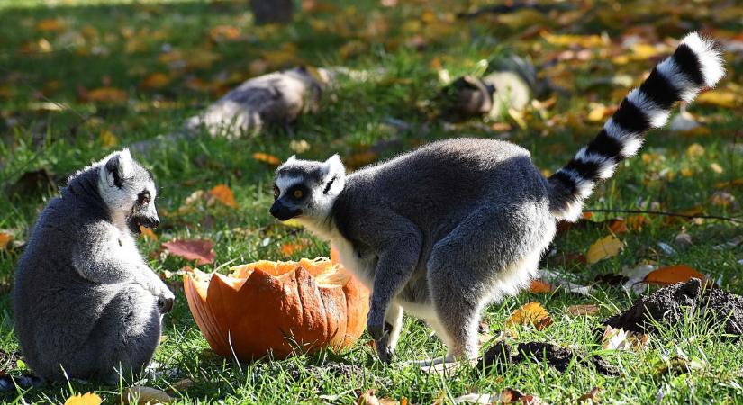 Változtak a jászberényi állatkert jegyárai, így vehető igénybe kedvezmény