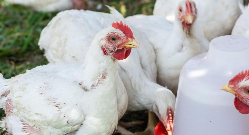 14 napos kerülőút és egekbe szökő költségek: ez a konfliktus átírja a baromfiipar jövőjét