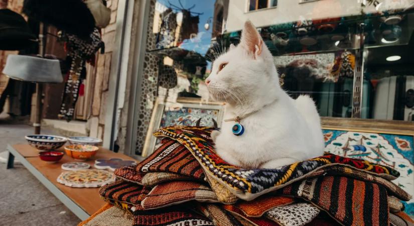 Isztambul, a macskák birodalma: a metropolisz, ahol az emberek és cicák harmonikusan együtt élnek