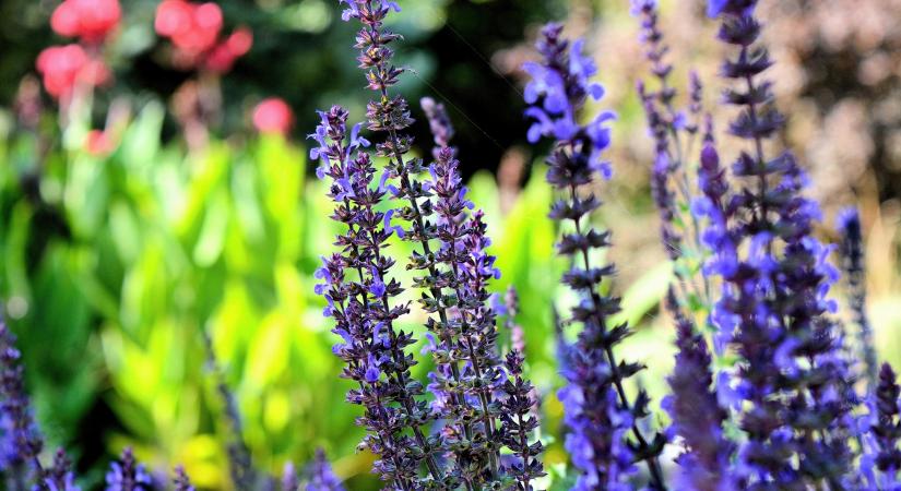 Ez a növény természetes rovarriasztó