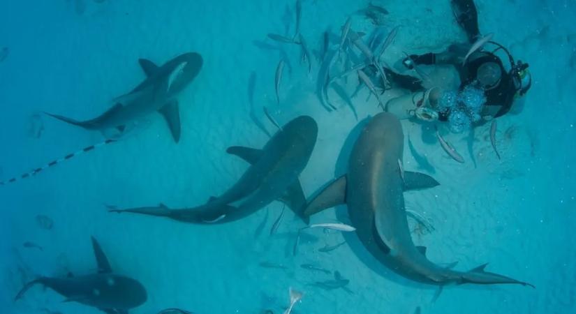 Meglepő dolog derült ki a bikacápákról, a kutatók sem hittek a szemüknek