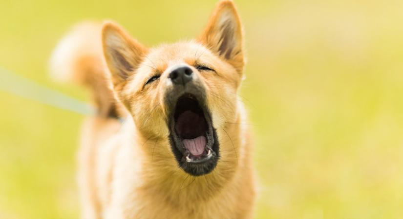 Hihetetlen: hős kutya mentette meg egy nő életét