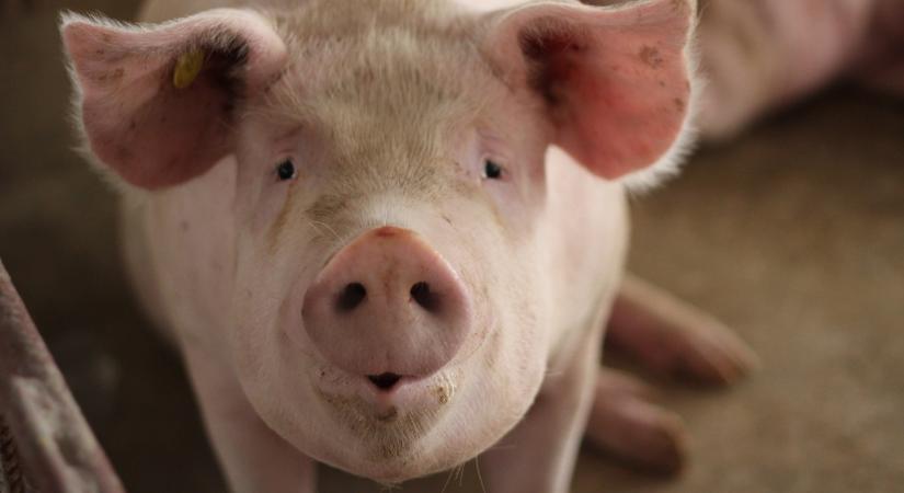 Húsvéti feltámadás? Gyorsulva nőnek a sertésárak