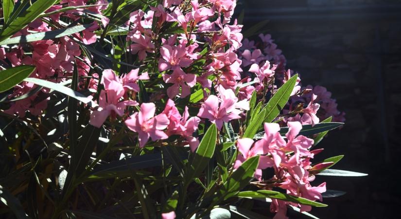 Ekkor tedd ki a leandert, hogy szépen virágozzon