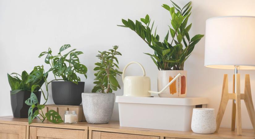 5 szobanövény, amit szinte lehetetlen kipusztítani