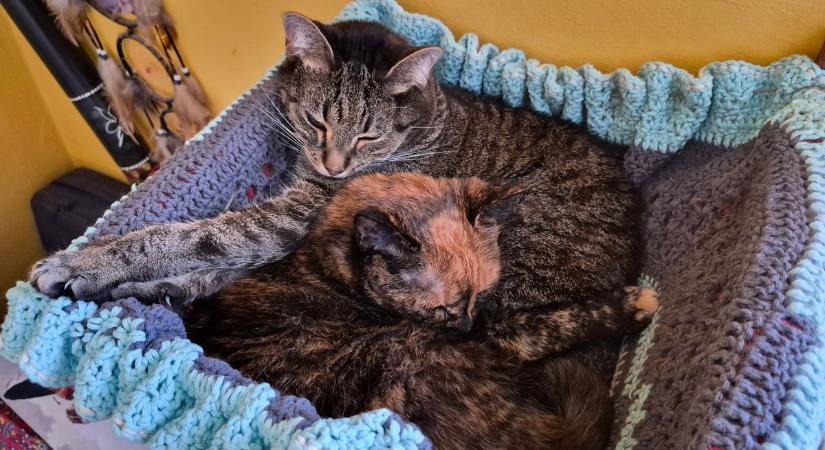 Tudtad, hogy a cicáknak is van védőszentje? Azt is mutatjuk, hol szeretik a legjobban a bundásokat