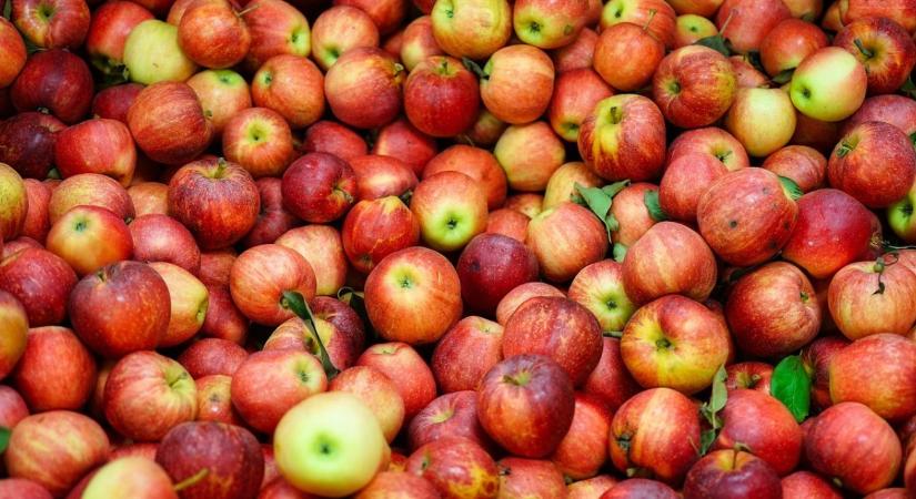 Elképesztő mennyiségű alma vesztegel a tengeren: 1,5 millió euró értékű gyümölcs romolhat meg