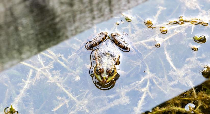 Videón a különleges békakoncert a láperdőben: ezekkel a kétéltűekkel találkozhatsz