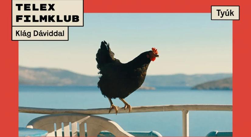 Pálfi György bajkeverő tyúkját nézhetjük a márciusi Telex Filmklubon