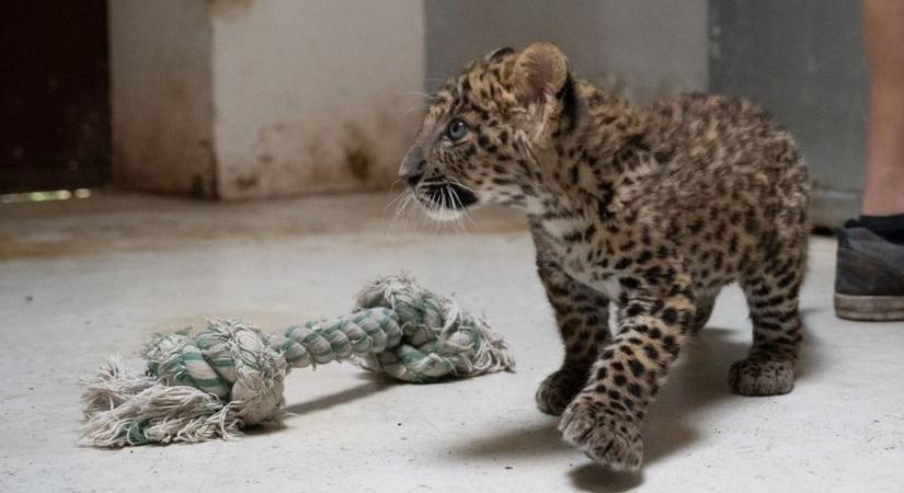 Újabb kedvenctől búcsúzott a Szegedi Vadaspark: már Poldi sincs a kifutójában