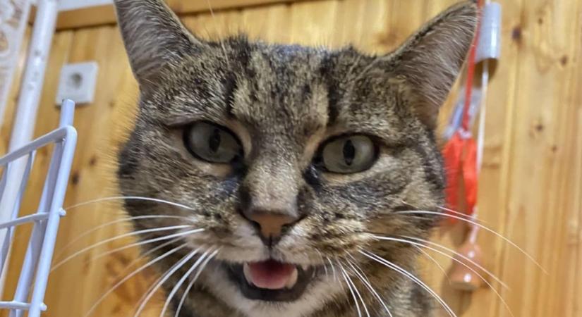 Brutális állatgyilkosság történt: habzó szájjal, rángatózva pusztulnak a cicák a Báthory utcában