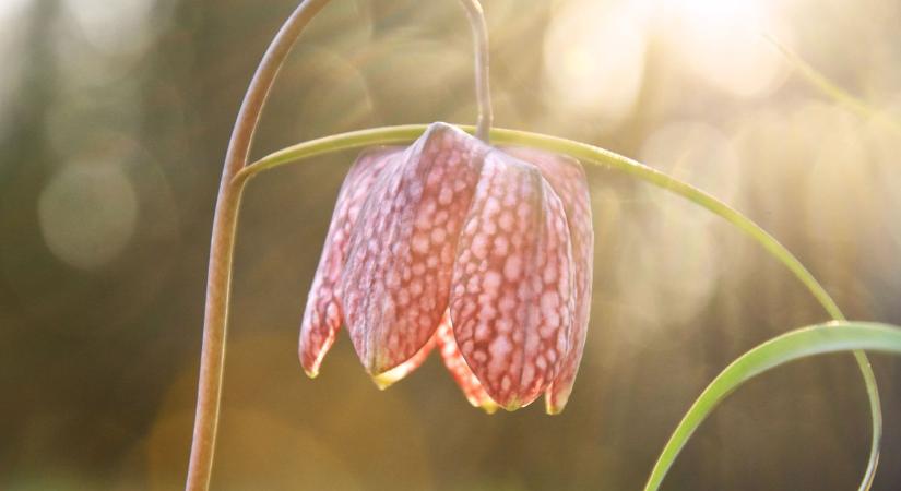 Ezért rajong most mindenki – megtelt a zalai város parkerdeje (galéria, videó)