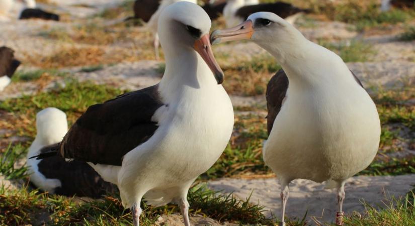 Új unokája született az albatrosznak, aki 74 évesen még tojást rakott