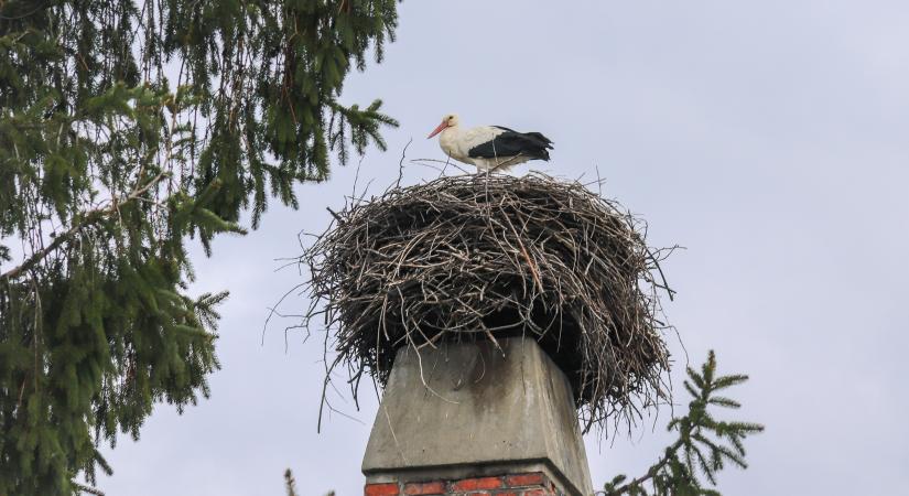 Tízezer kilométer után újra itthon, megérkezett az első gólya Nagyatádra