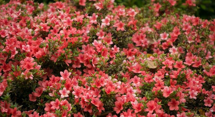 Sokáig virágzik az azálea, ha erre tavasszal is odafigyel