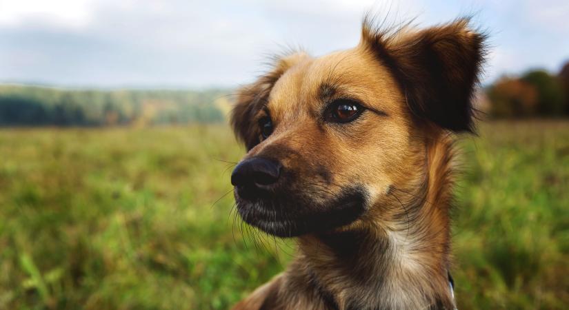 Állatvédő szervezeteket támogat a kormány