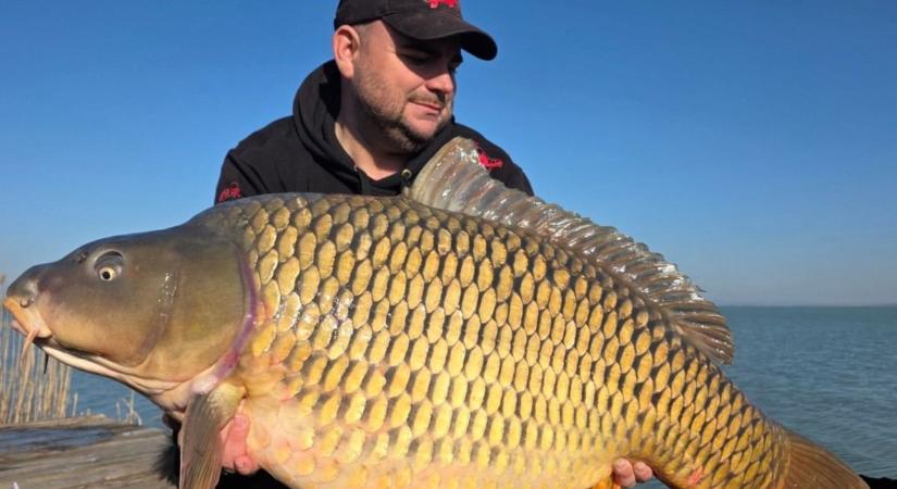 Egymás után fogják az óriáspontyokat a Balatonnál