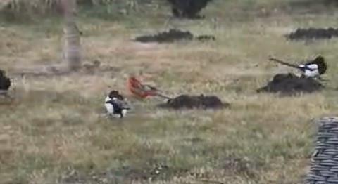 Szarka csapat főnöke a nagybajcsi kalandor papagáj