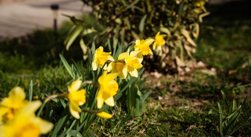 Újra győzedelmeskedik a napfény a szürkeség felett Csongrád-Csanádban