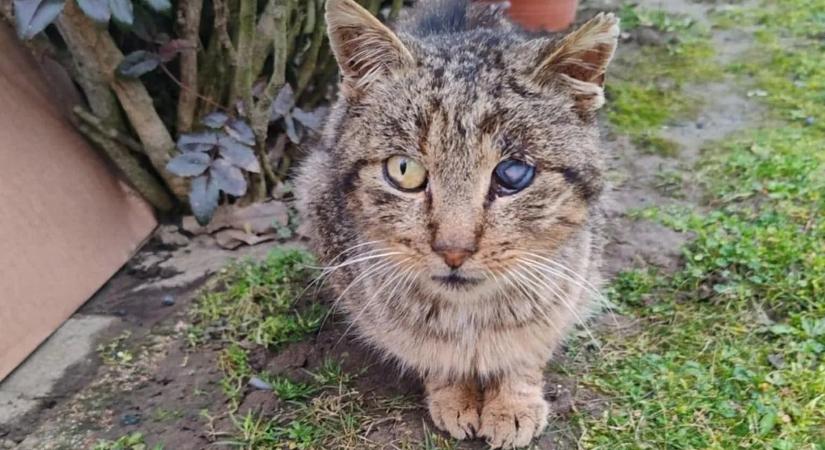 Brutális állatgyilkosságok Barcson: fagyállóval és légpuskákkal ölik a házi kedvenceket