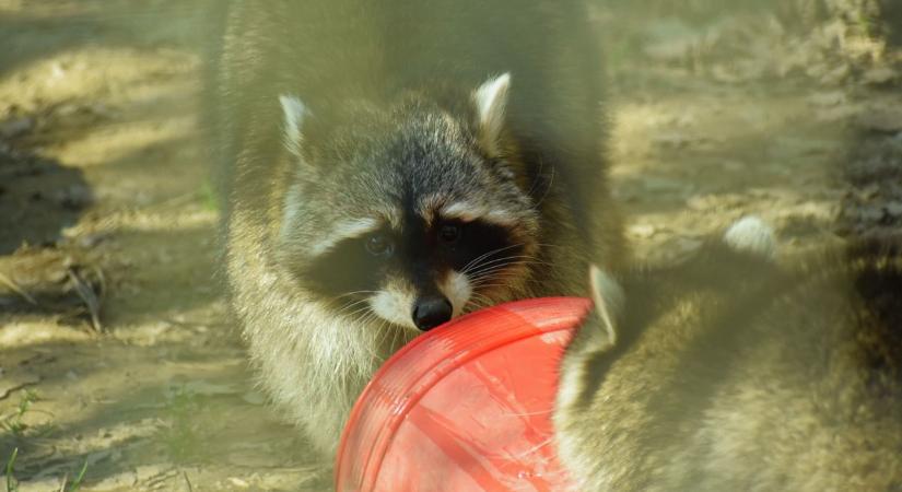 Ezért "mos" a mosómedve: kiderítettük a meglepő választ (galéria, videó)