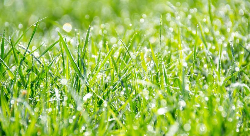 4 tipp a kertben, amitől gyorsabban nő a fű tavasszal