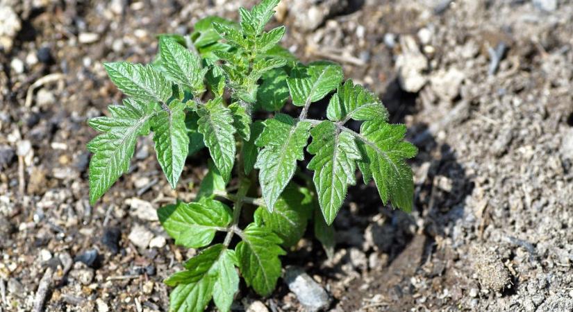 A legtöbben itt rontják el a palántavásárlást – te ne tartozz közéjük!