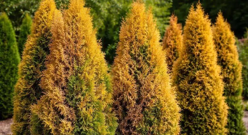 A magyarok még mindig ültetnek tujákat, pedig van ennél sokkal jobb megoldás