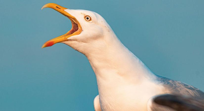 Behódoltatnák a brit fontot az élővilágnak, Churchill helyét akár egy sirály is kaphatja