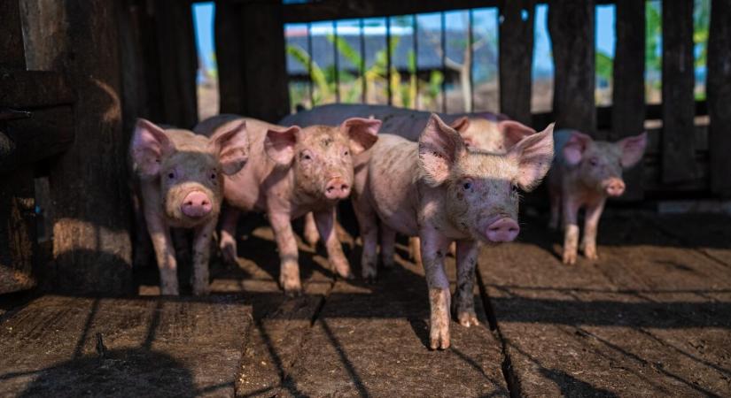 Hetek óta drágul a sertés – jön a húsvéti árrobbanás?