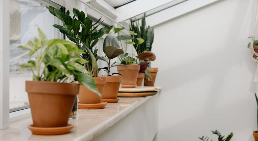 3 levegőtisztító szobanövény, ami a Feng Shui szerint tavasszal nélkülözhetetlen