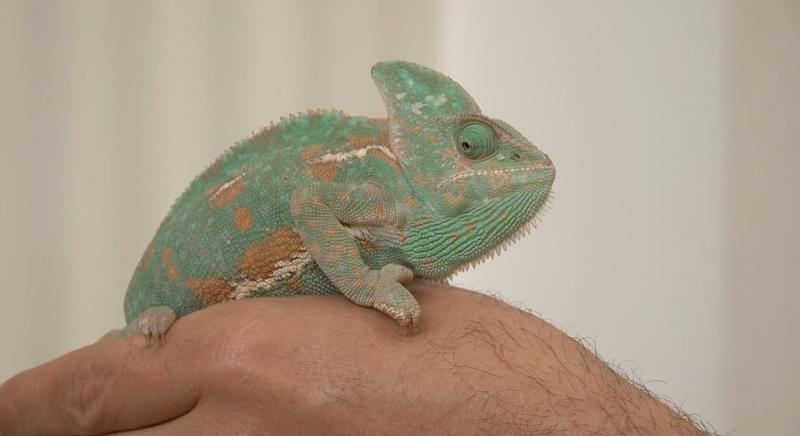 Egzotikus invázió Kaposváron