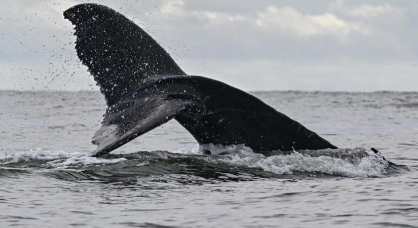 A tudósok sem tudták pontosan, mit rögzítenek, 77 évvel később már aranyat ér a hangfelvétel – videó