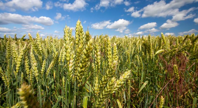 Módszer, amivel génszerkesztett, mégsem GMO a magyar búza