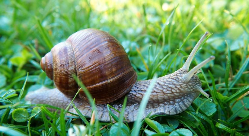 Ezért jelennek meg hirtelen a csigák a kertben