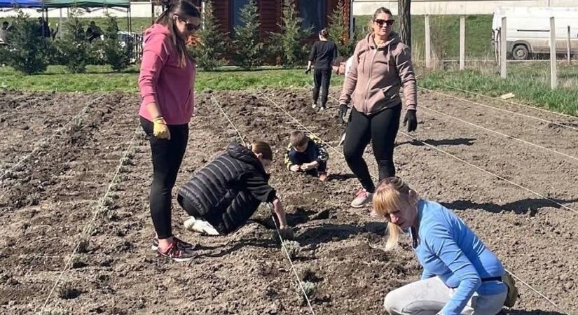 A tihanyi levendulás egy darabkája Zagyvarékasra költözött – új közösségi tér alakult a községben