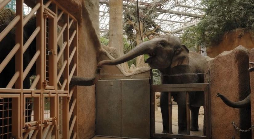 Új helyre költözött a veszprémi állatkert ázsiai elefántbikája, Nuka (videók)