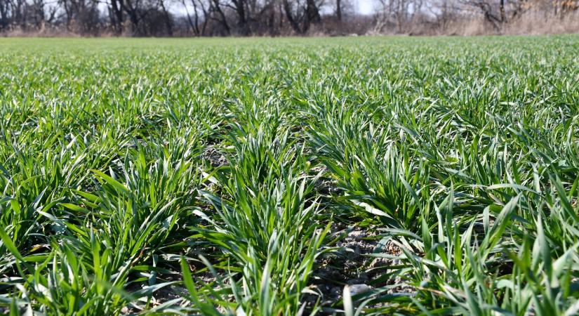 A megtérülő beavatkozások szerepe a modern búzatechnológiákban