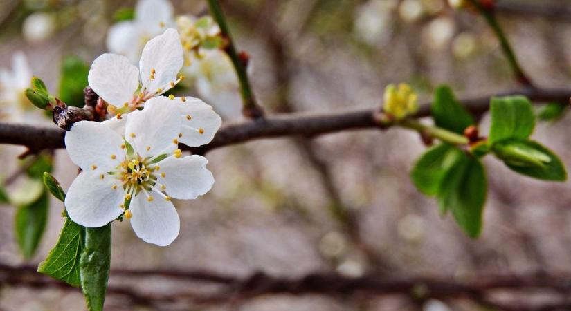 Északkelet felől csökken a felhőzet, egyre több napsütés várható